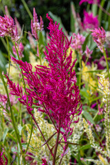 flowers in the garden