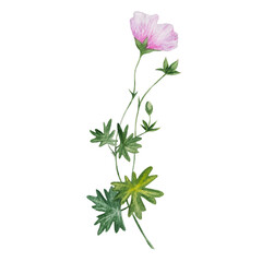 watercolor pink geranium botanical flower