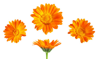 Calendula officinalis. Calendula flowers isolated. Marigold on white background.