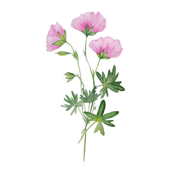 watercolor pink flower geranium wildflowers