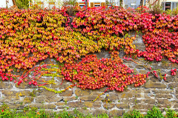 The autumn on the Rhine