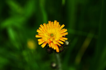 Obraz premium Vibrant orange, pilosella aurantiaca, orange hawk bit, devil's paintbrush wild flower