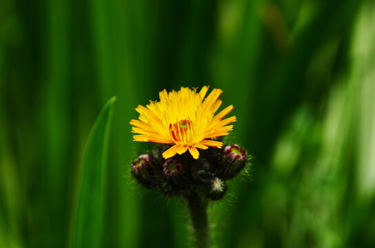 Vibrant orange, pilosella aurantiaca, orange hawk bit, devil's paintbrush wild flower
