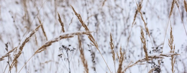 Dry plant, grass on the white snow. Abstract natural winter banner with copy space. Wintertime. Selective focus.