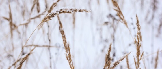 Dry plant, grass on the white snow. Abstract natural winter banner with copy space. Wintertime. Selective focus.