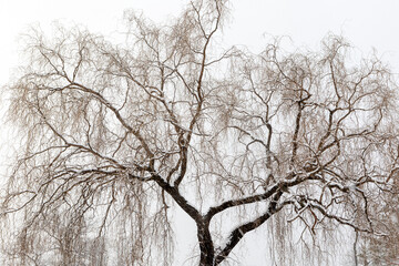 Fototapeta na wymiar tree in snow winter