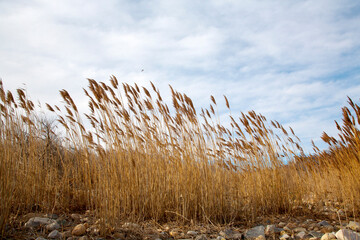 Fototapeta premium reeds in the wind