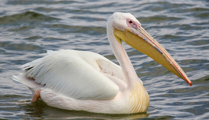 Great White Pelican, Walvis Bay, Namibia