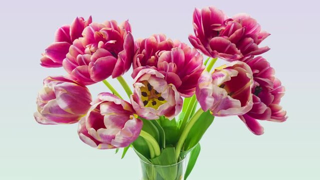 Beautiful bouquet of pink tulips. Timelapse of blooming flowers of pink tulips on light background, close-up. Holiday bouquet. Wedding backdrop, Valentine's Day concept.