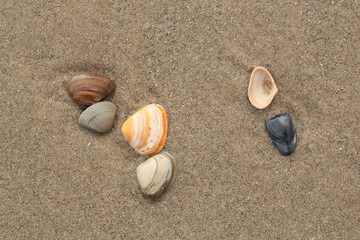A close-up of shells on the beach
