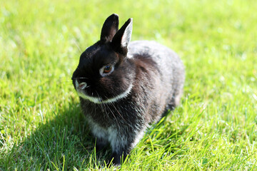 Little black rabbit on green grass background. Netherland Dwarf Rabbit on spring lawn.