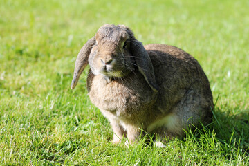 Brown Lop-earred rabbit on spring green grass background.