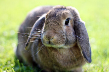 Brown Lop-earred rabbit on spring green grass background.