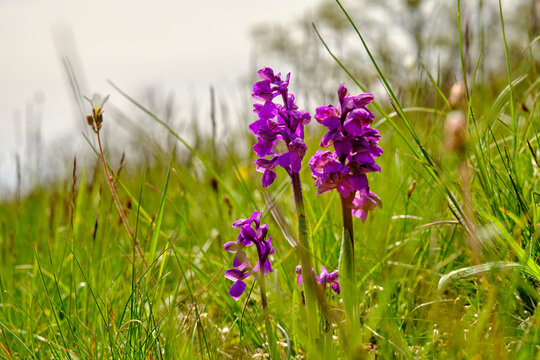 Kleines Knabenkraut, Anacamptis morio, Orchis morio