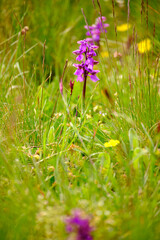Kleines Knabenkraut, Anacamptis morio, Orchis morio