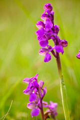 Kleines Knabenkraut, Anacamptis morio, Orchis morio