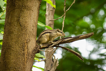 squirrel on tree