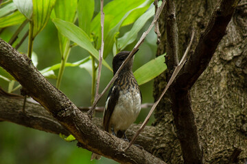 spotted woodpecker