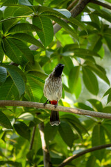 red winged blackbird