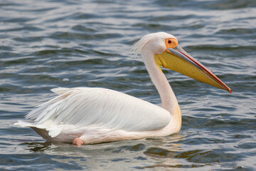 Great White Pelican, Walvis Bay, Namibia