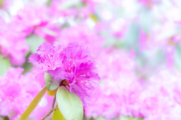 Delicate pastel pink azalea (rhododendron) flowers on blurred background with a soft-focus close-up. Evergreen Japanese azaleas. Background with copy space. May, Massachusetts.