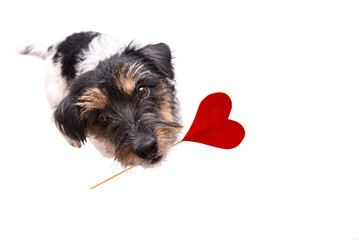 Romantic Valentine Dog .  Cute Jack Russell Terrier doggy carrying a heart and looks up