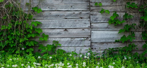 Weathered old wooden vintage barn wood. Timber wood wall texture background. Use as natural background. Vintage toned.