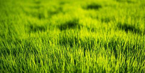 Green grass. Natural background texture. Fresh spring green grass.