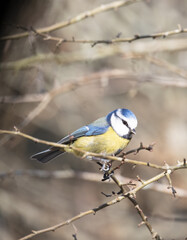Blue Tit perched on a branch.