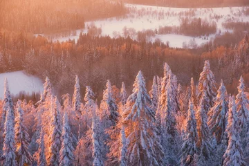 Foto op Plexiglas Beautiful pink dawn on the tops of fir trees in a snowy forest in frozen winter © Lana Kray