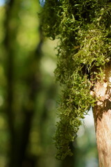 Moss growing on a tree in macro                              