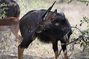 wildebeest in serengeti