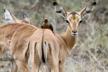impala in the savannah