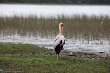 white pelican