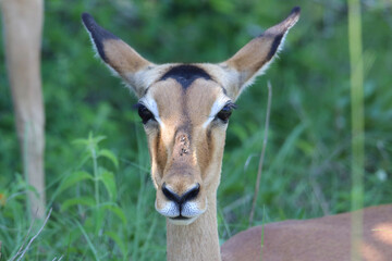 impala antelope portrait