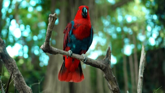 Parrot red Eclectus roratus with green feathers in the usual habitat with green grass and sprawl
