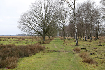 landscape with trees