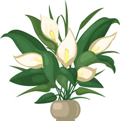 
Blooming spathiphyllum in a flower pot. Houseplant with white flowers