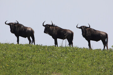 wildebeest in the wild
