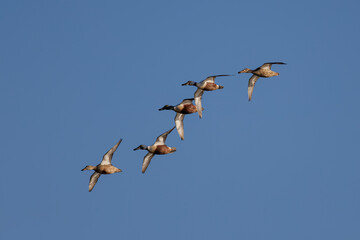 Flock of ducks in flight.