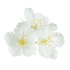 White cherry flowers isolated on white