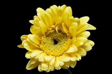 yellow gerber daisy