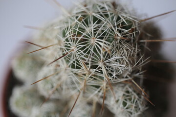 kaktus Mammillaria VETULA elongata Mamilaria gracilis © Perovskia