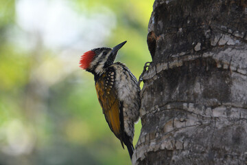 woodpecker