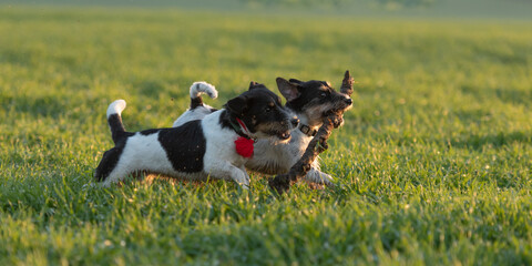 Fototapeta na wymiar Two litte Jack Russell Terrier dogs run together across a green meadow and play and fight with a big branch.