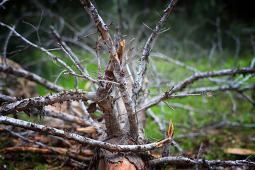 Image of tree trunk with bare branches in the forest