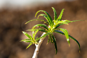 Planzen der Kanaren. Kanarische Inseln | Teneriffa | Canary island