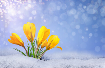 Crocus in the snow, spring yellow flower on blur background. Close up with selective focus. Beautifull early spring flower coming out from real snow. Delicate flowers for women's day