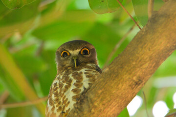 brown hawk owl