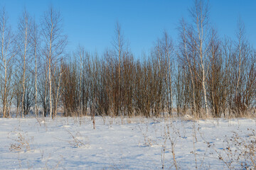 Trunks of small trees among a snow-covered field on a sunny winter day